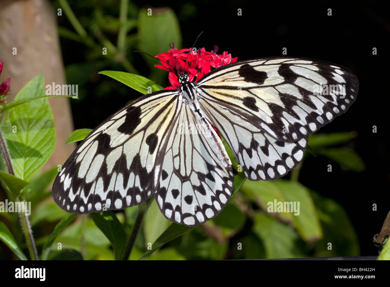 Baum-Nymphe (Idee Leuconoe) Schmetterling, Reispapier Schmetterling, Papier Drachen Schmetterling Stockfoto