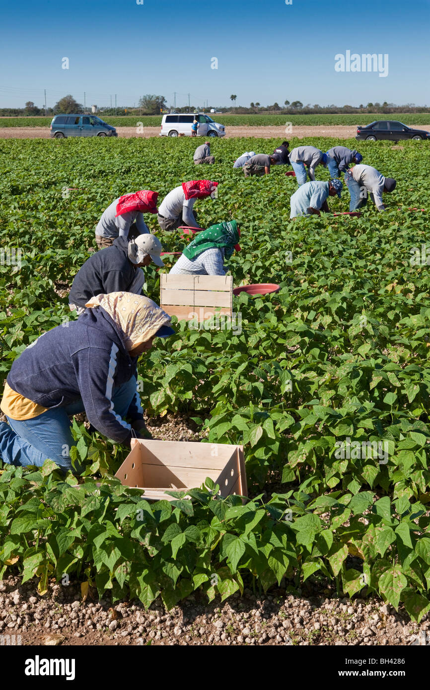 Bohnen, Arbeitsmigranten, Südflorida Landwirtschaft Kommissionierung Stockfoto