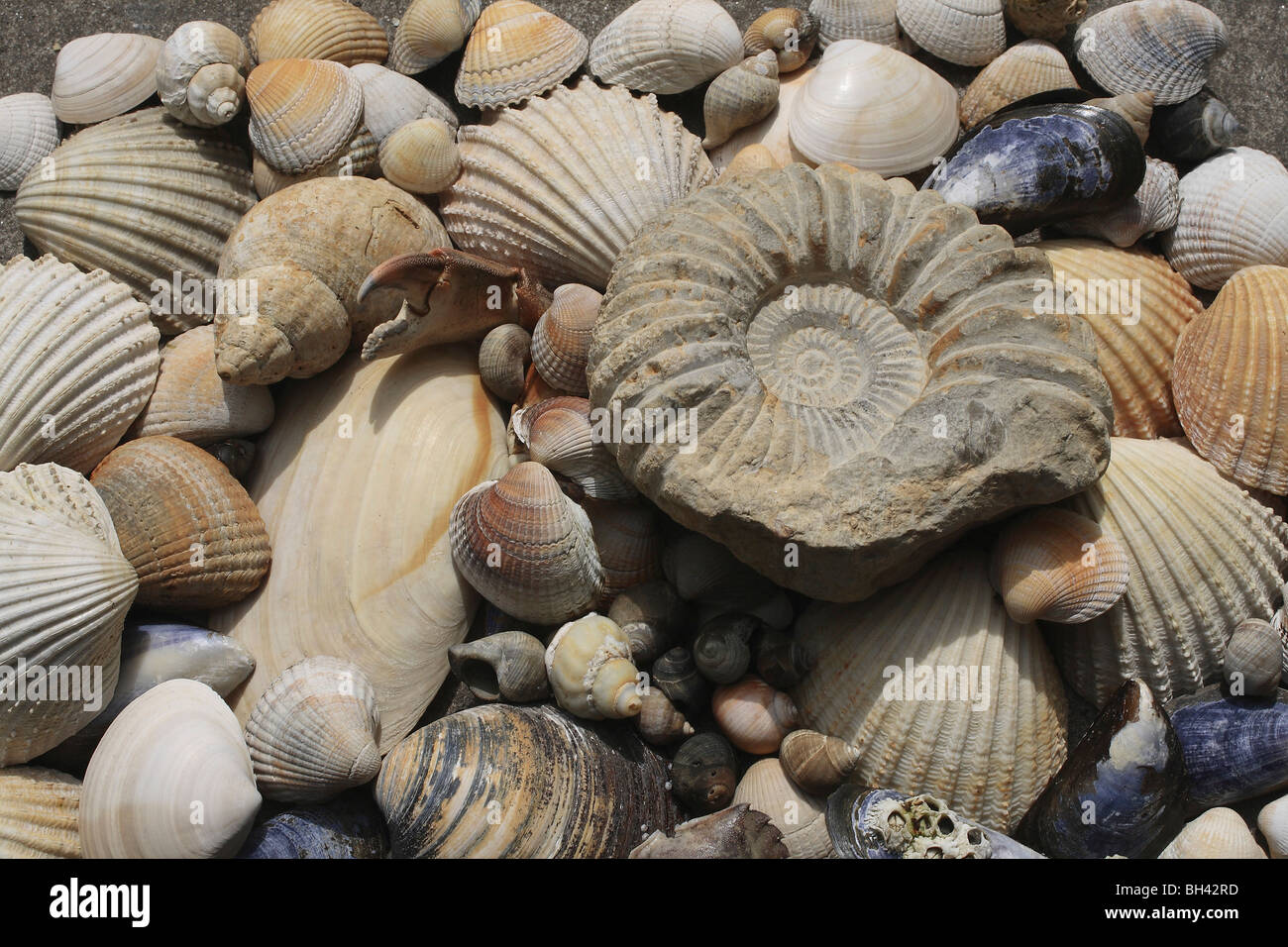 Moderne Muscheln mit fossilen Ammoniten. Stockfoto