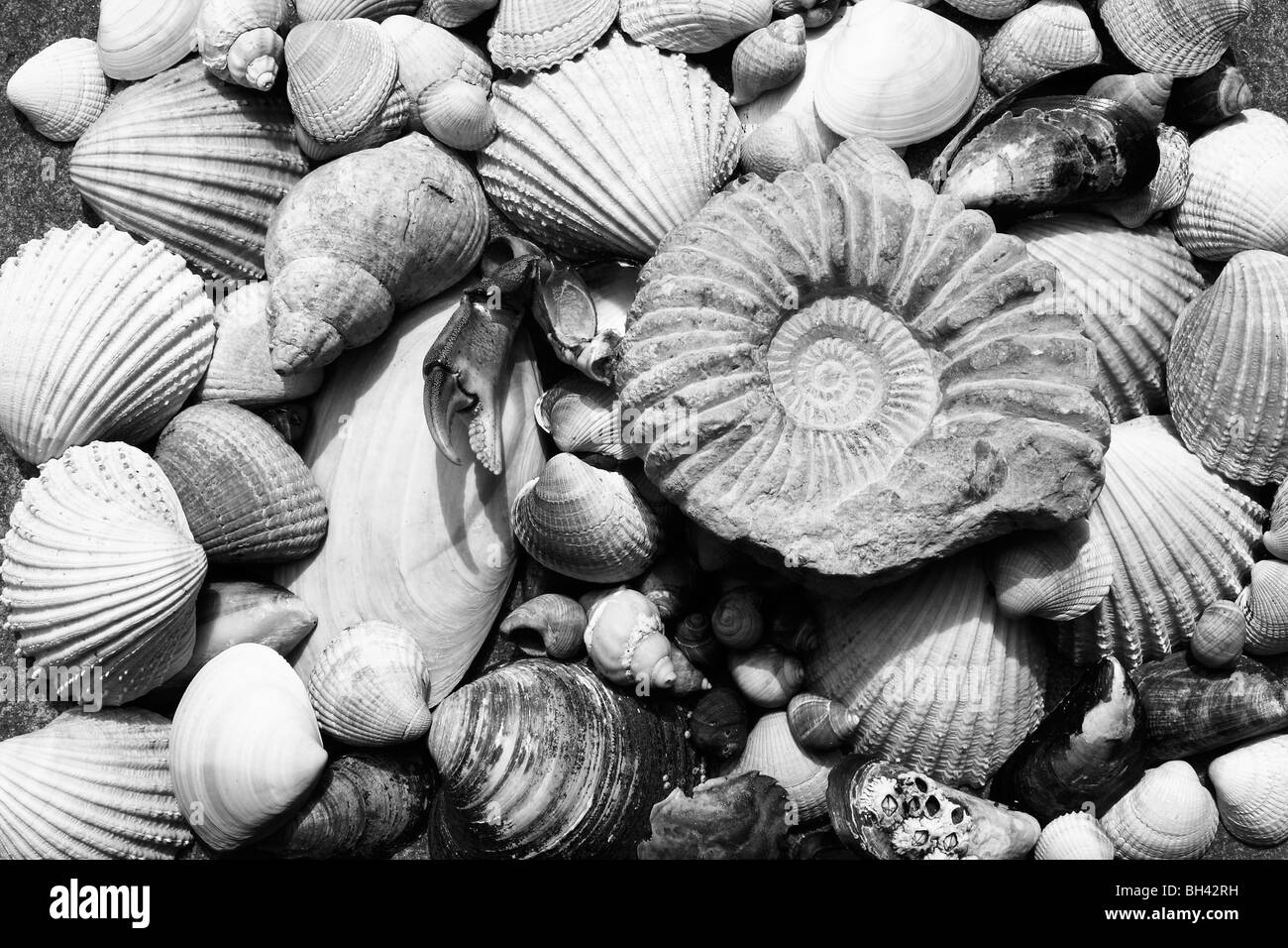 Moderne Muscheln mit fossilen Ammoniten. Stockfoto