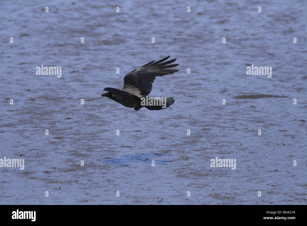 Mit Kapuze Krähe (Corvus Cornix) Tiefflug über den Sand. Stockfoto