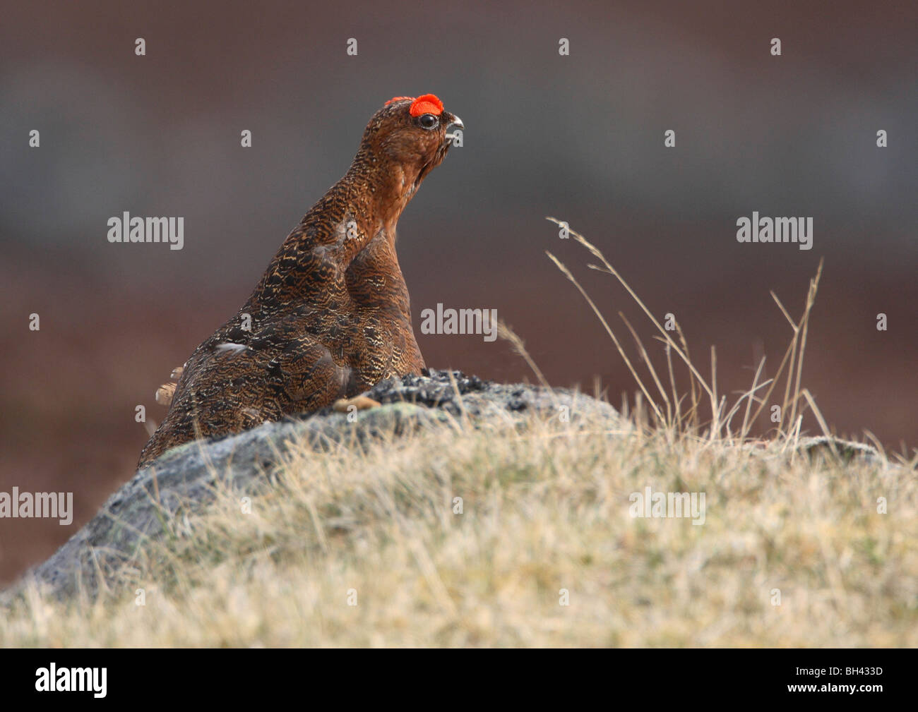 Männliche Moorschneehuhn (Lagopus Lagopus) aufrufen. Stockfoto