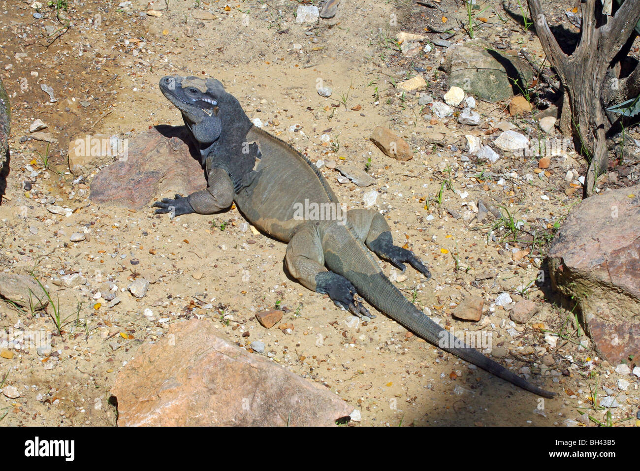 Rhinozeros-Leguan Stockfoto