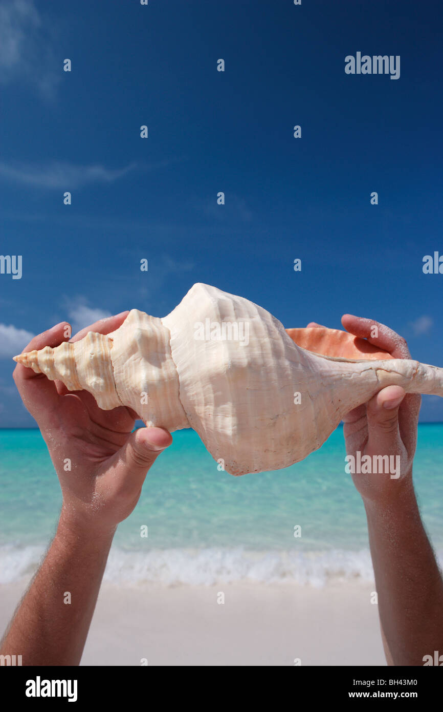 Hände des Mannes hält eine große Muschel in der Luft an einem tropischen Strand Stockfoto