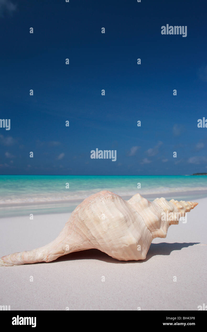 Eine einzelne große Muschel auf einem einsamen tropischen Strand Stockfoto