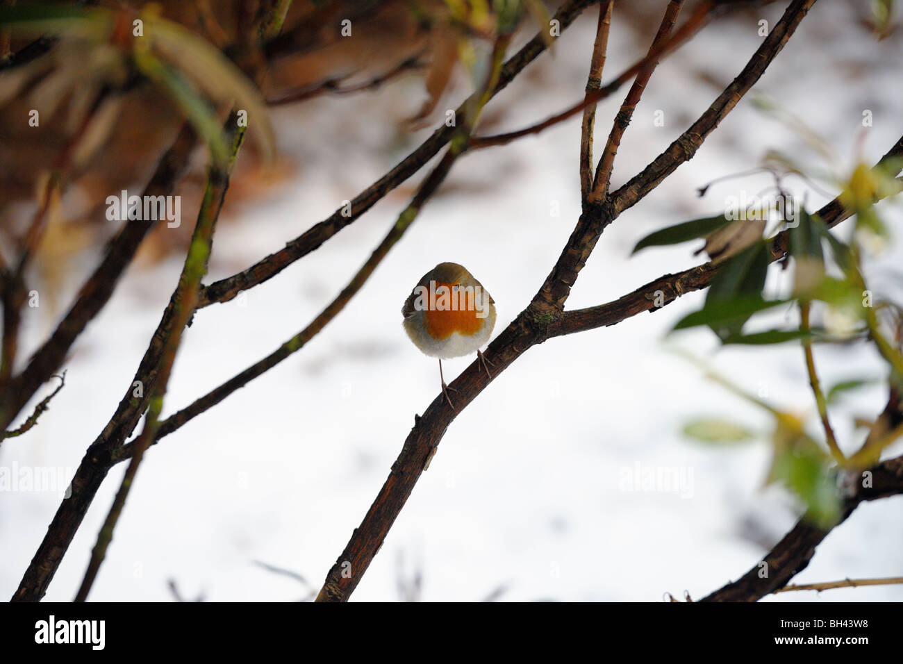 Rotkehlchen hocken in einem Gebüsch im Winterschnee Stockfoto