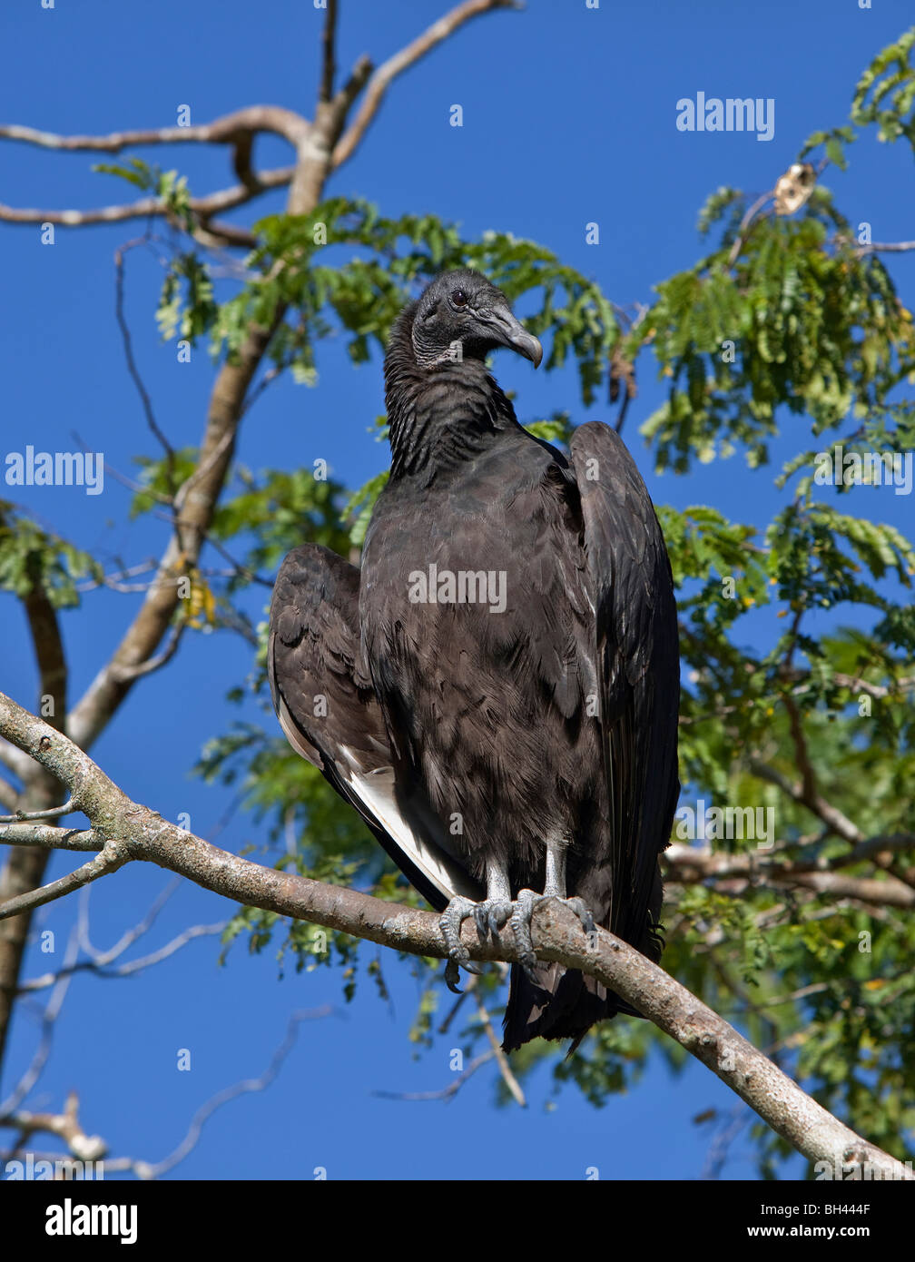 Amerikanische Schwarzgeier, Coragyps atratus Stockfoto