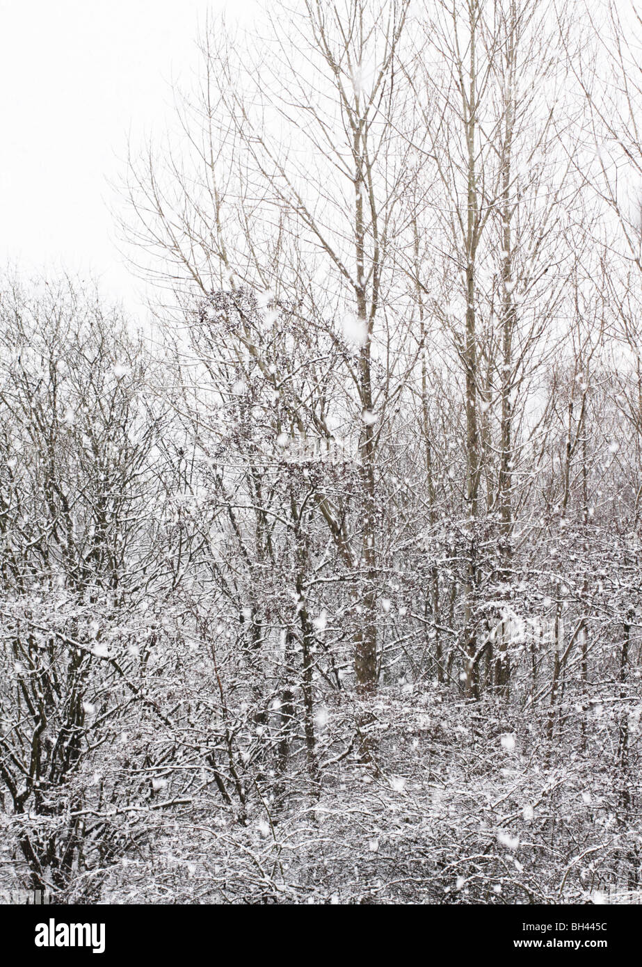 Es schneit in den Wald. Stockfoto