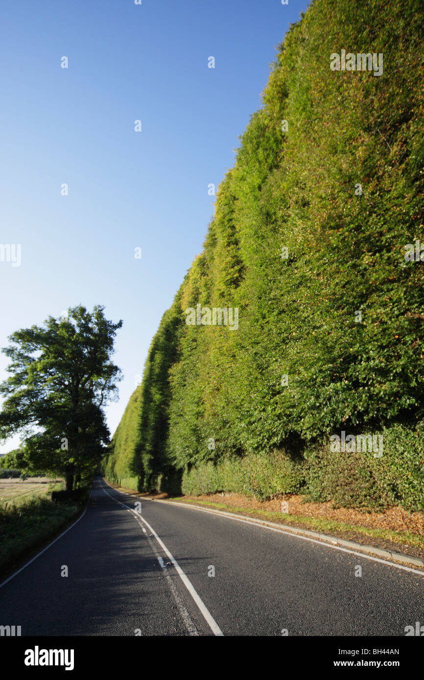 Meikleour Beech Hedge ist die höchste Absicherung in der Welt. Stockfoto
