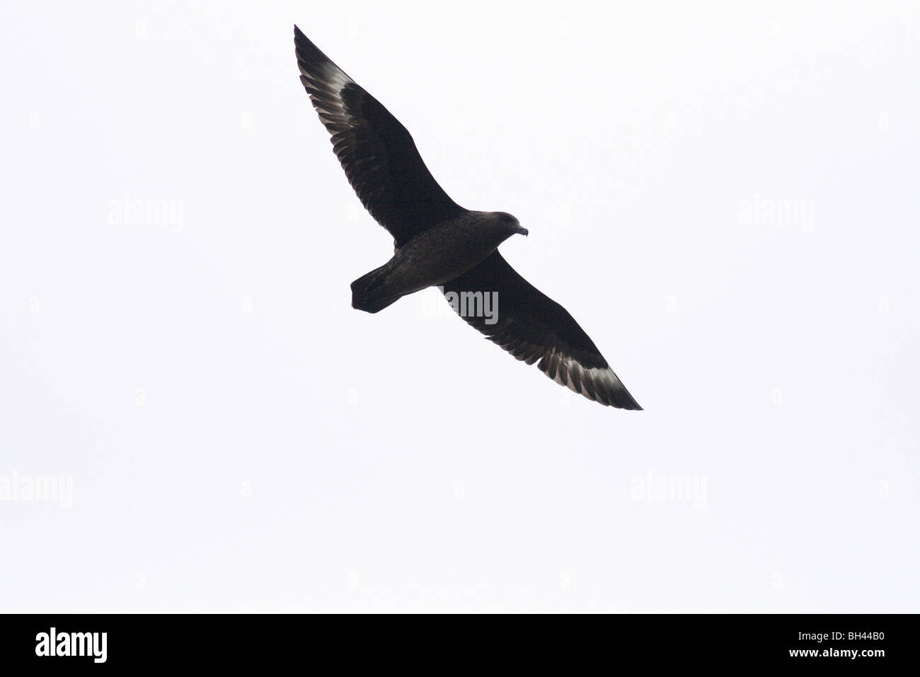 Great Skua (Catharacta Skua) schweben bei Noss Head. Stockfoto