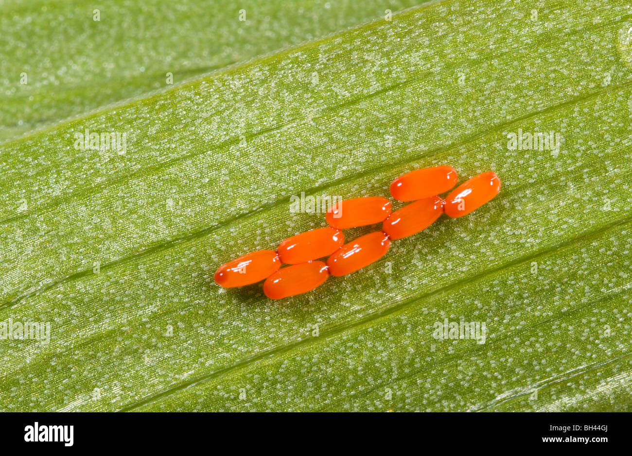 Käfer-Ei-Cluster (Lilocerus Lilii) auf Unterseite der Lilie Blatt im Garten. Stockfoto
