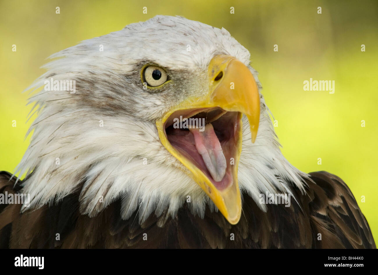 Weißkopf-Seeadler (Haliaeetus Leucocephalus) Quäken. Stockfoto