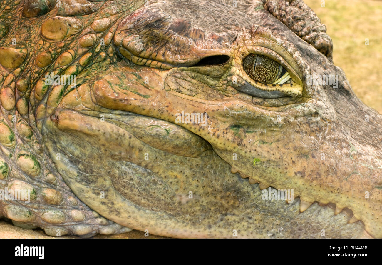 Nahaufnahme von Kaiman Gesicht und Auge (Caiman Crocodilus). Stockfoto