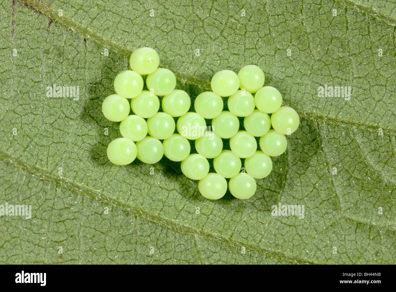Ei-Cluster (von Shieldbug (Palomena Prasina) auf der Unterseite des Blattes. Stockfoto