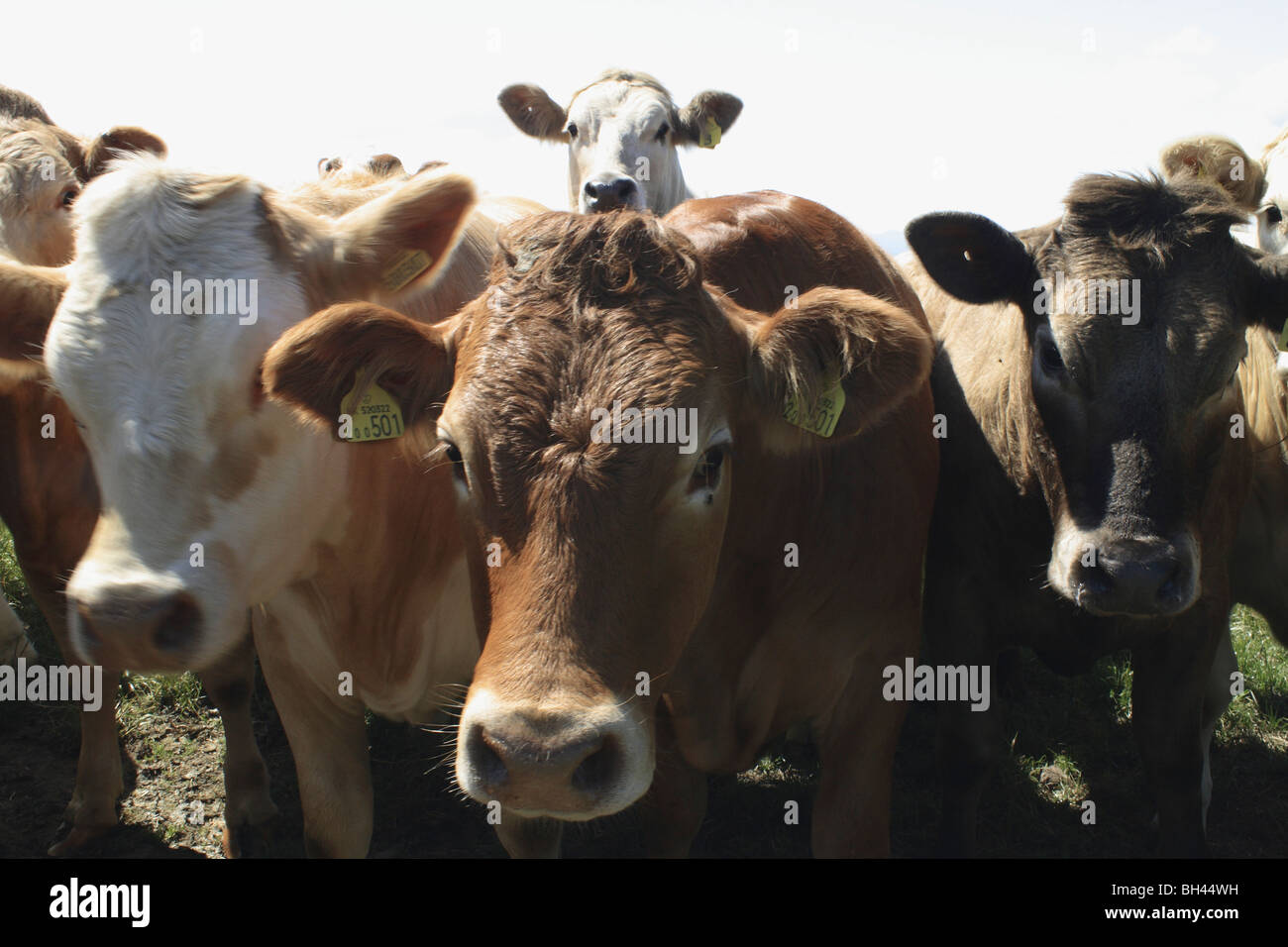 Kühe im Feld auf Black Isle. Stockfoto