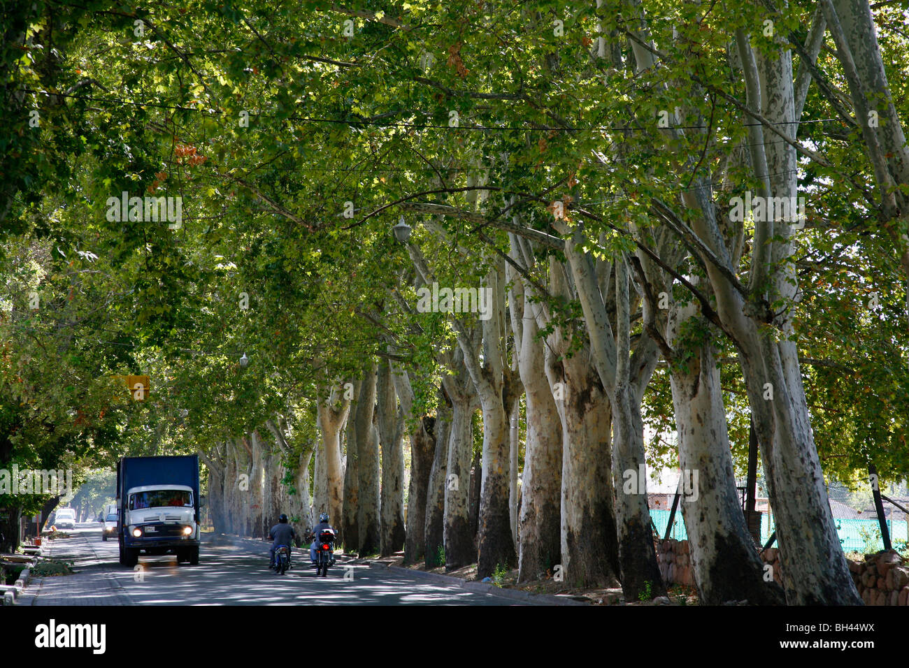 Typische Straße bedeckt mit Baum im Valle de Uco, Mendoza Region, Argentinien. Stockfoto