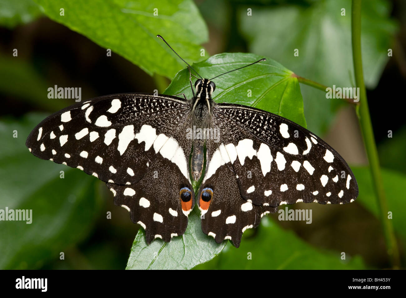 Lime Schwalbenschwanz Schmetterling (Papilio Demoleus) in Ruhe mit offenen Flügeln. Stockfoto