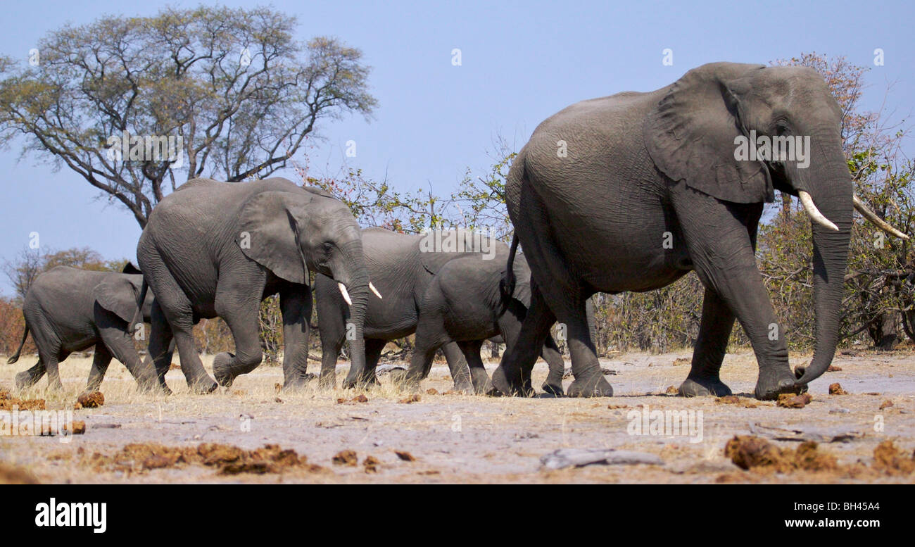 Herde von afrikanischen Bush Elefanten (Loxodonta Africana) zu Fuß in Richtung Wasser. Stockfoto