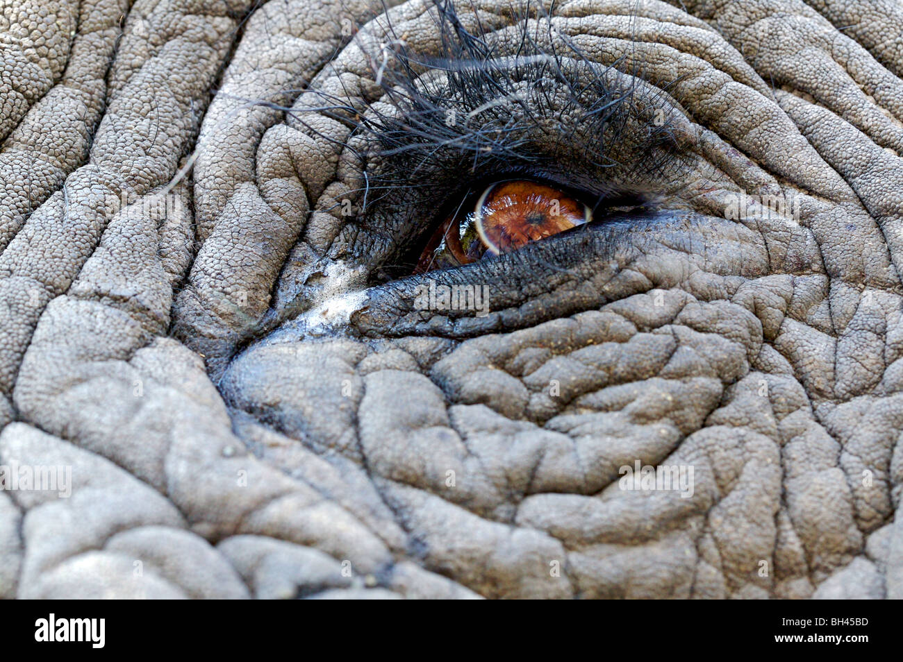 Nahaufnahme des Auges der afrikanische Elefant (Loxodonta Africana). Stockfoto