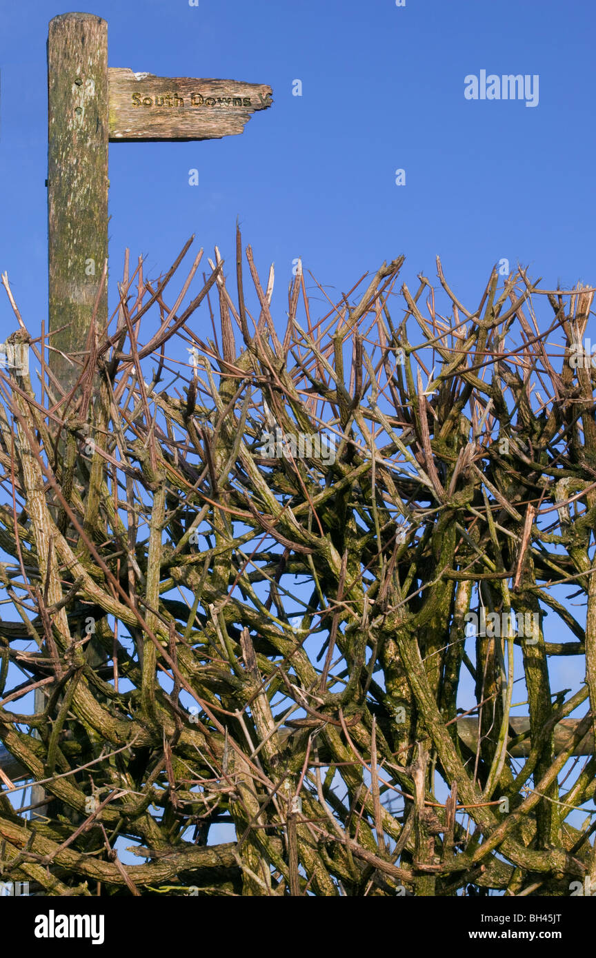 Gebrochen, hölzernen Schild der South Downs Way in blattlosen Hecke mit blauen Himmel im Hintergrund. Stockfoto