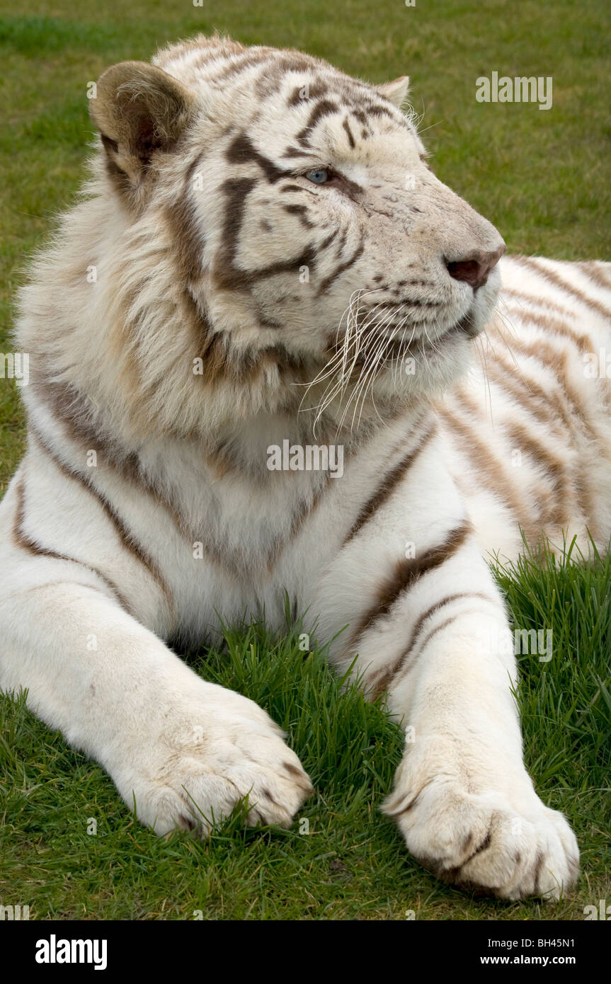 Weißen Bengal-Tiger (Panthera Tigris Tigris). In der Nähe des Mannes im Profil zeigen großen Kopf und Pfoten. Stockfoto