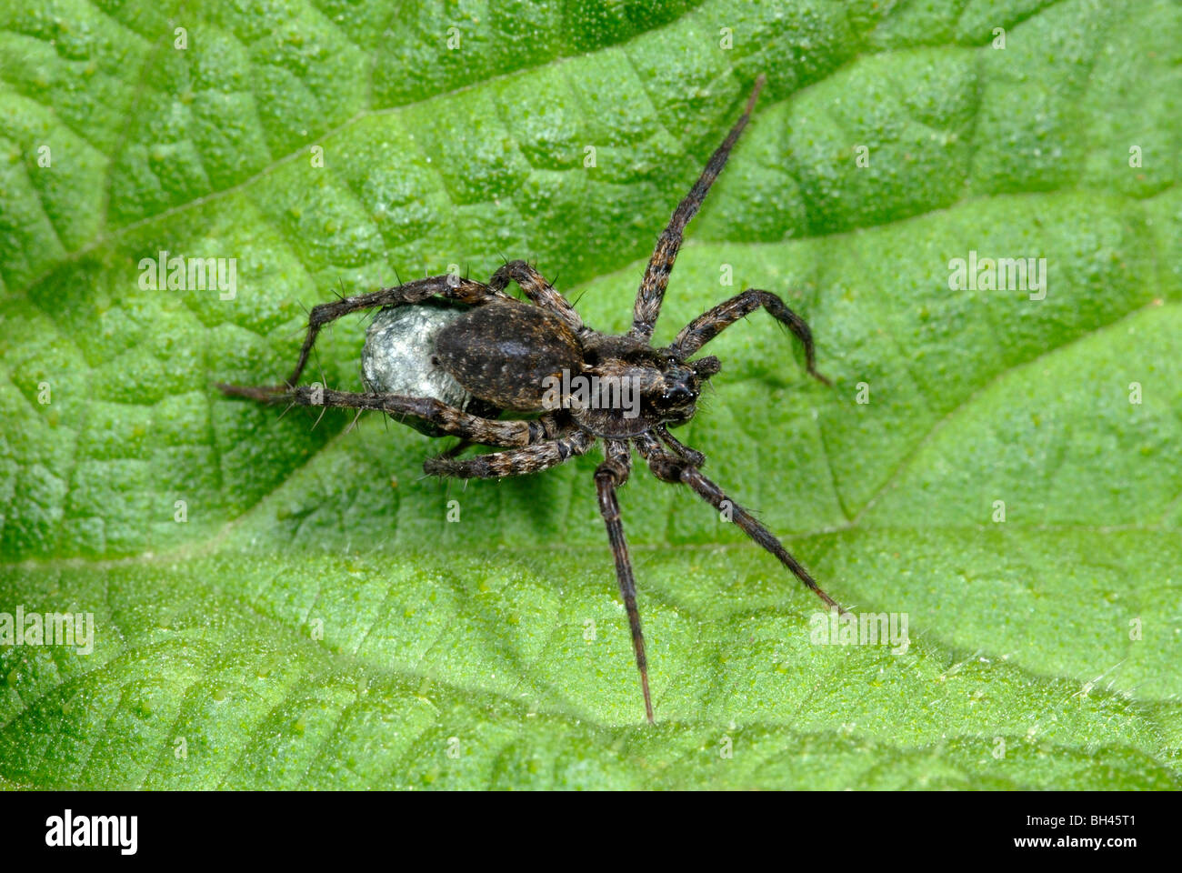 Wolfspinne (Pardosa Lugubris). Frauen tragen Ei Sac. Stockfoto