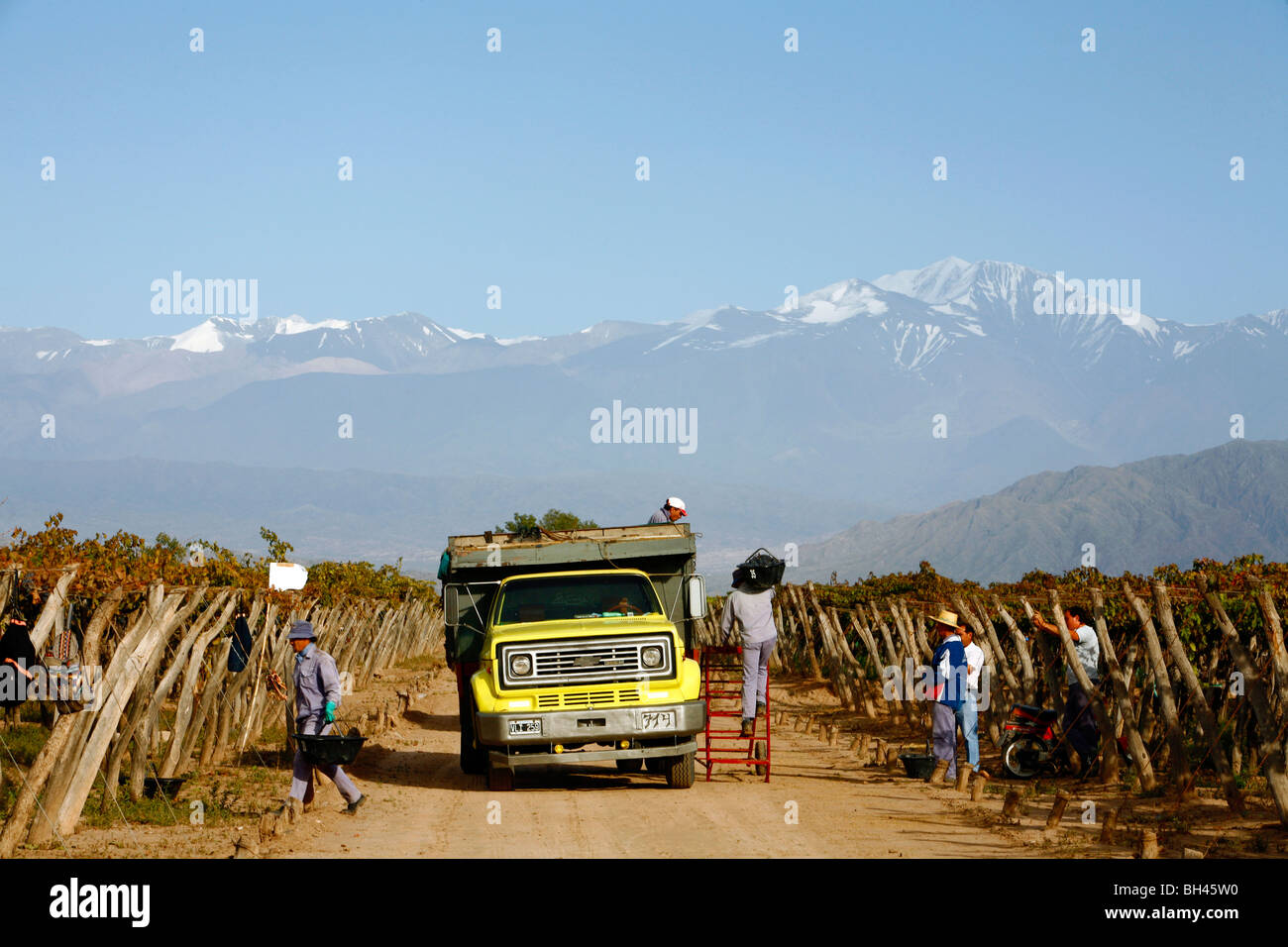 Weinlese auf einem Weingut in Lujan de Cuyo mit den Anden im Hintergrund, Mendoza, Argentinien. Stockfoto