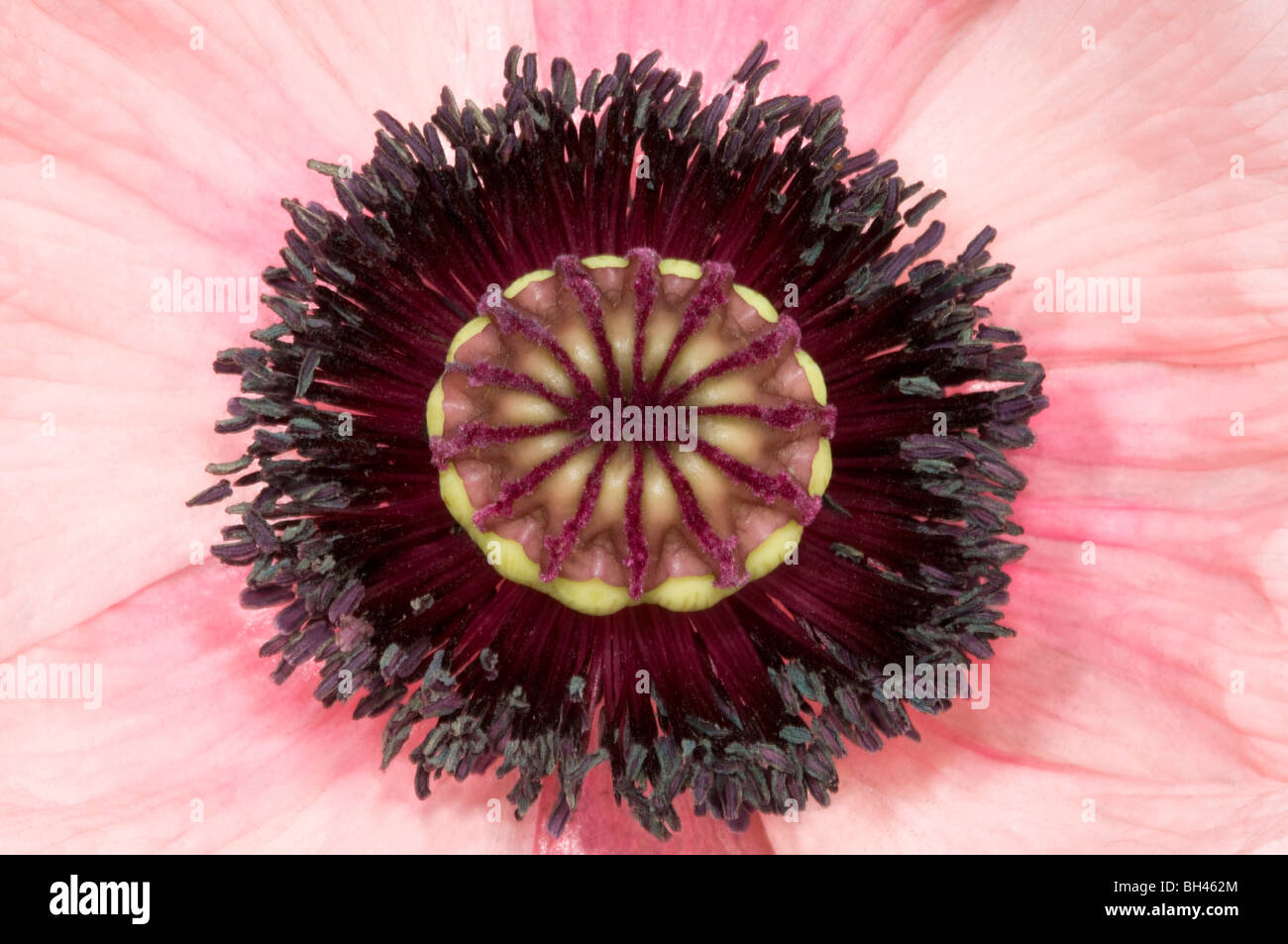 Orientalische Mohn. Nahaufnahme des Zentrums von Blume, Saatgut Kopf Struktur anzeigt. Stockfoto