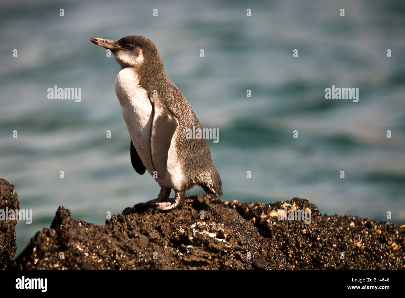 Galápagos-Pinguin Spheniscus Mendiculus der drittkleinste Pinguine Santiago James Insel Galapagosinseln Ecuador Stockfoto