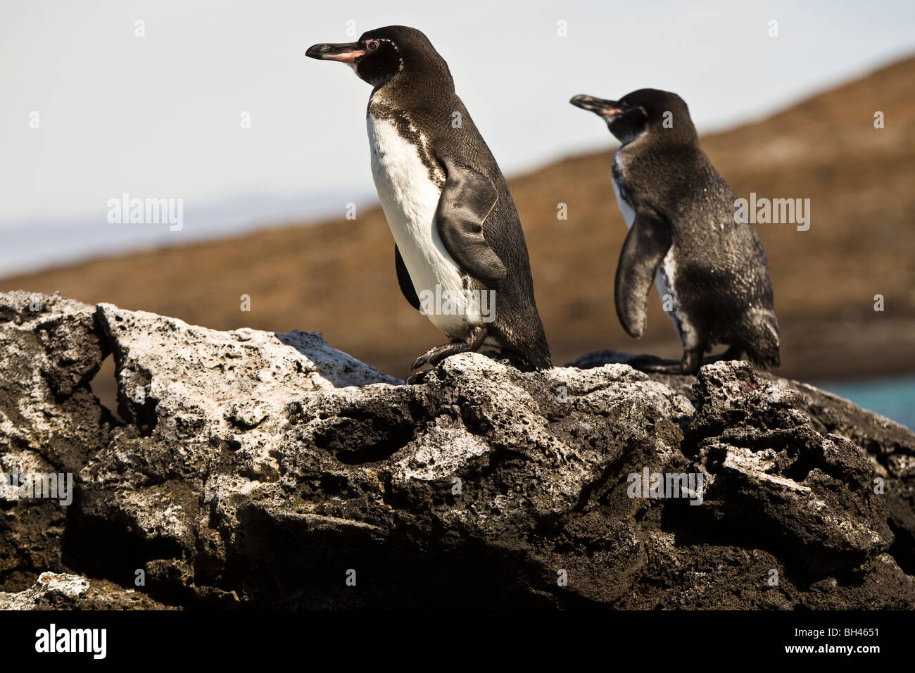 Galápagos-Pinguin Spheniscus Mendiculus ist das drittkleinste Pinguine Santiago James Insel Galapagosinseln Ecuador Stockfoto