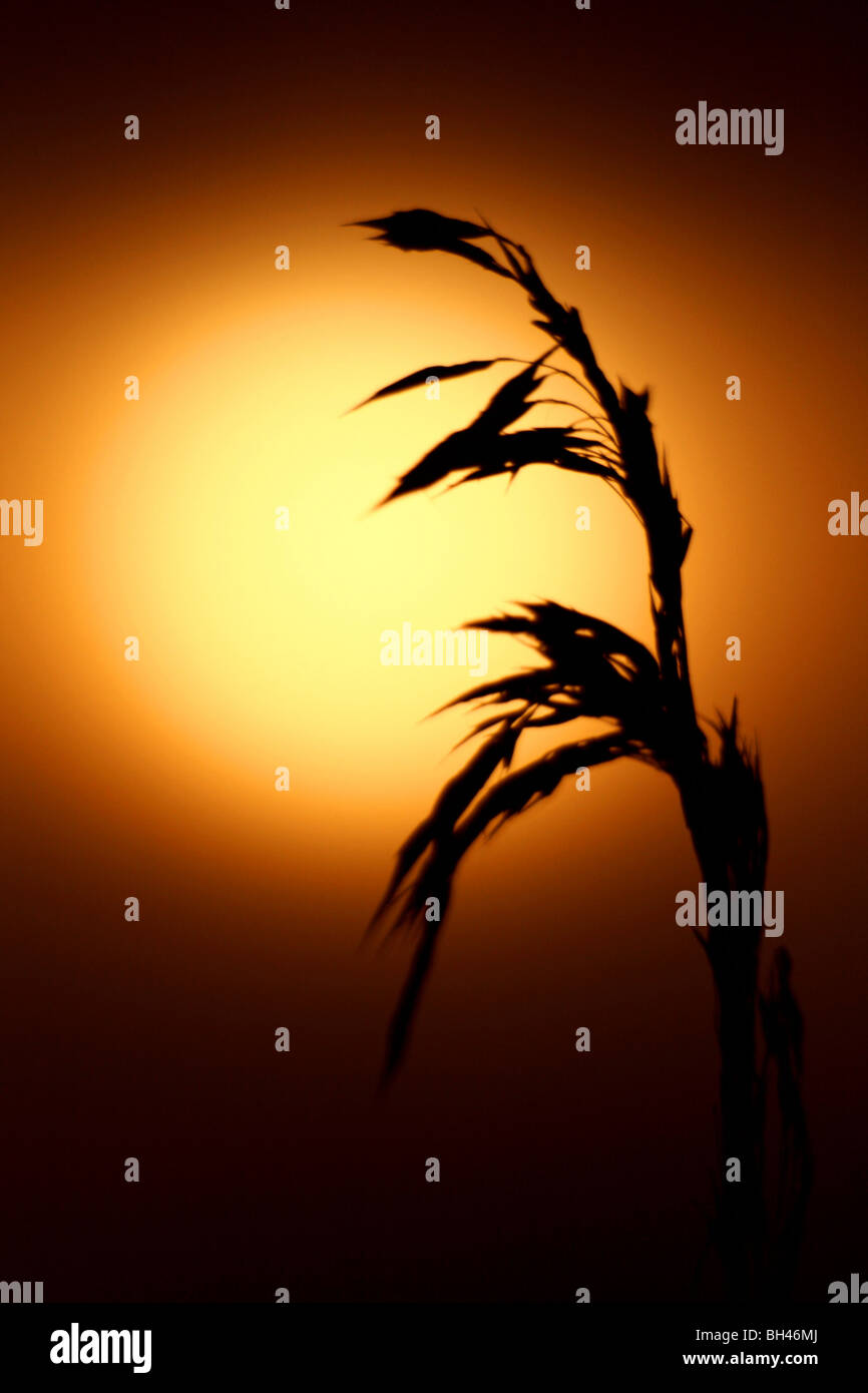 Hohen Weizengras Silhouette gegen trübe Morgensonne. Stockfoto