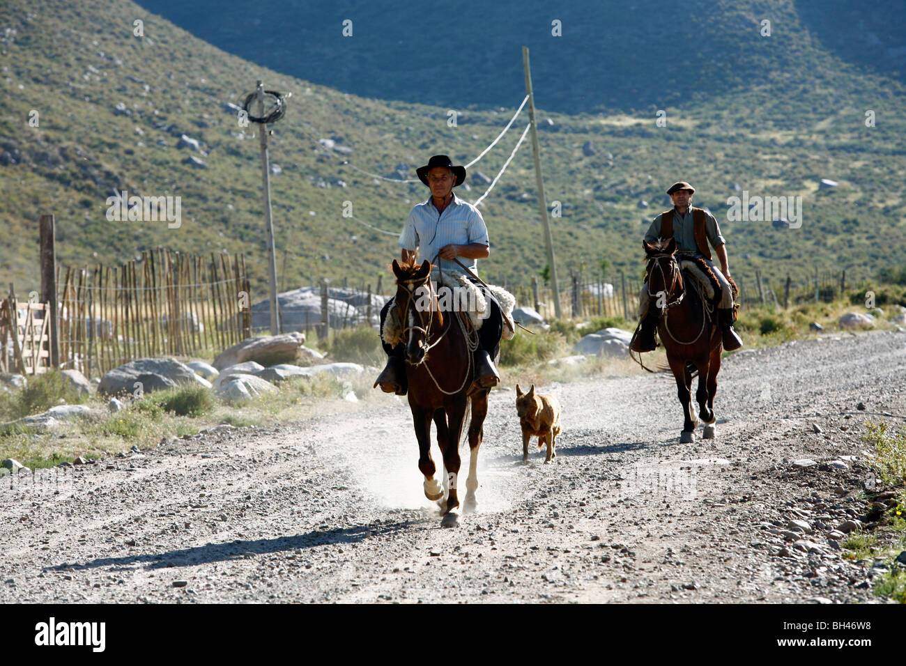 Gauchos Reitpferde im Valle de Uco, Mendoza Region, Argentinien. Stockfoto