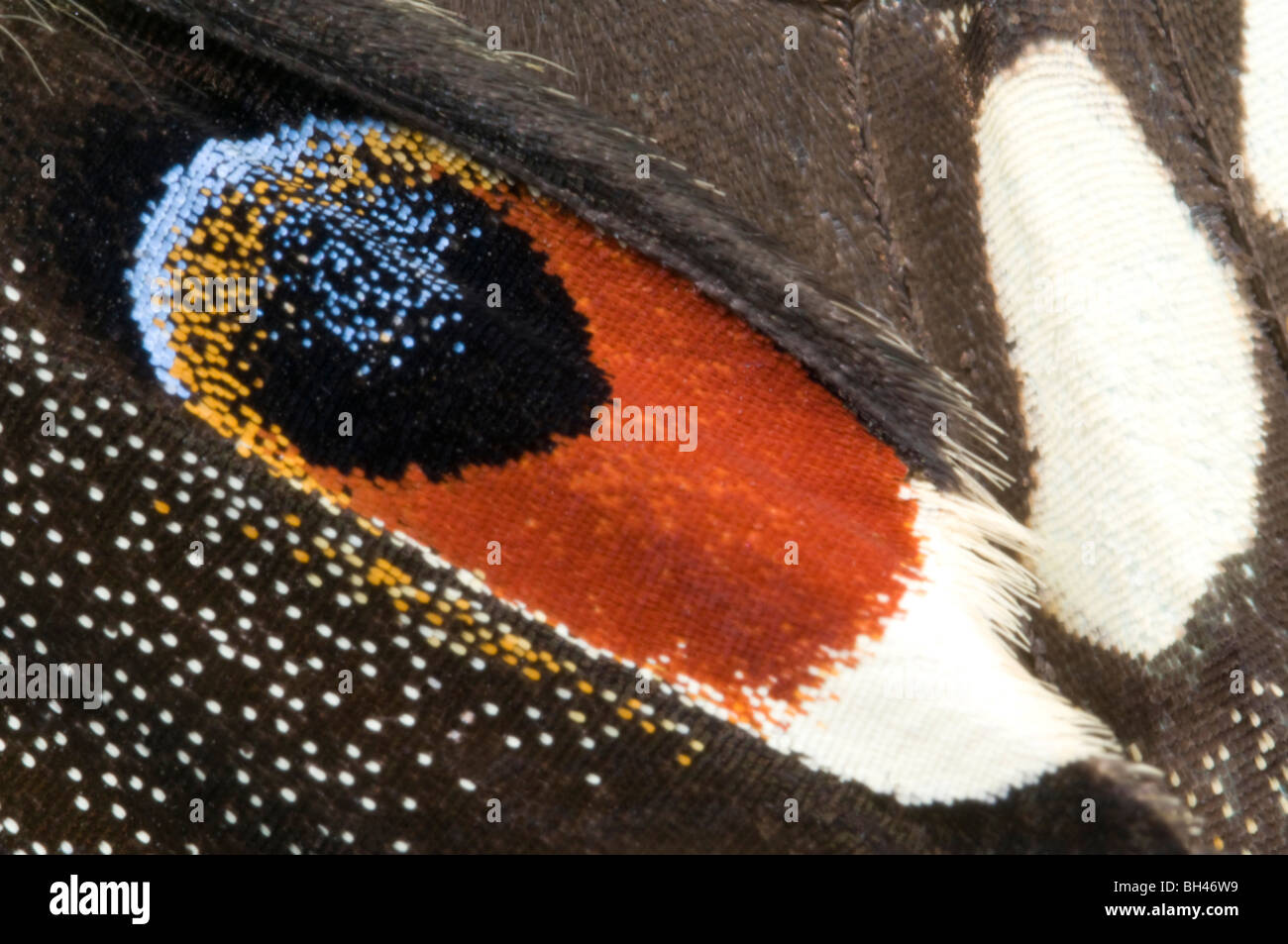 Kalk-Schwalbenschwanz-Schmetterling (Papilio Demoleus). Makro abstraktes Bild von Auge-Ort Markierungen. Stockfoto