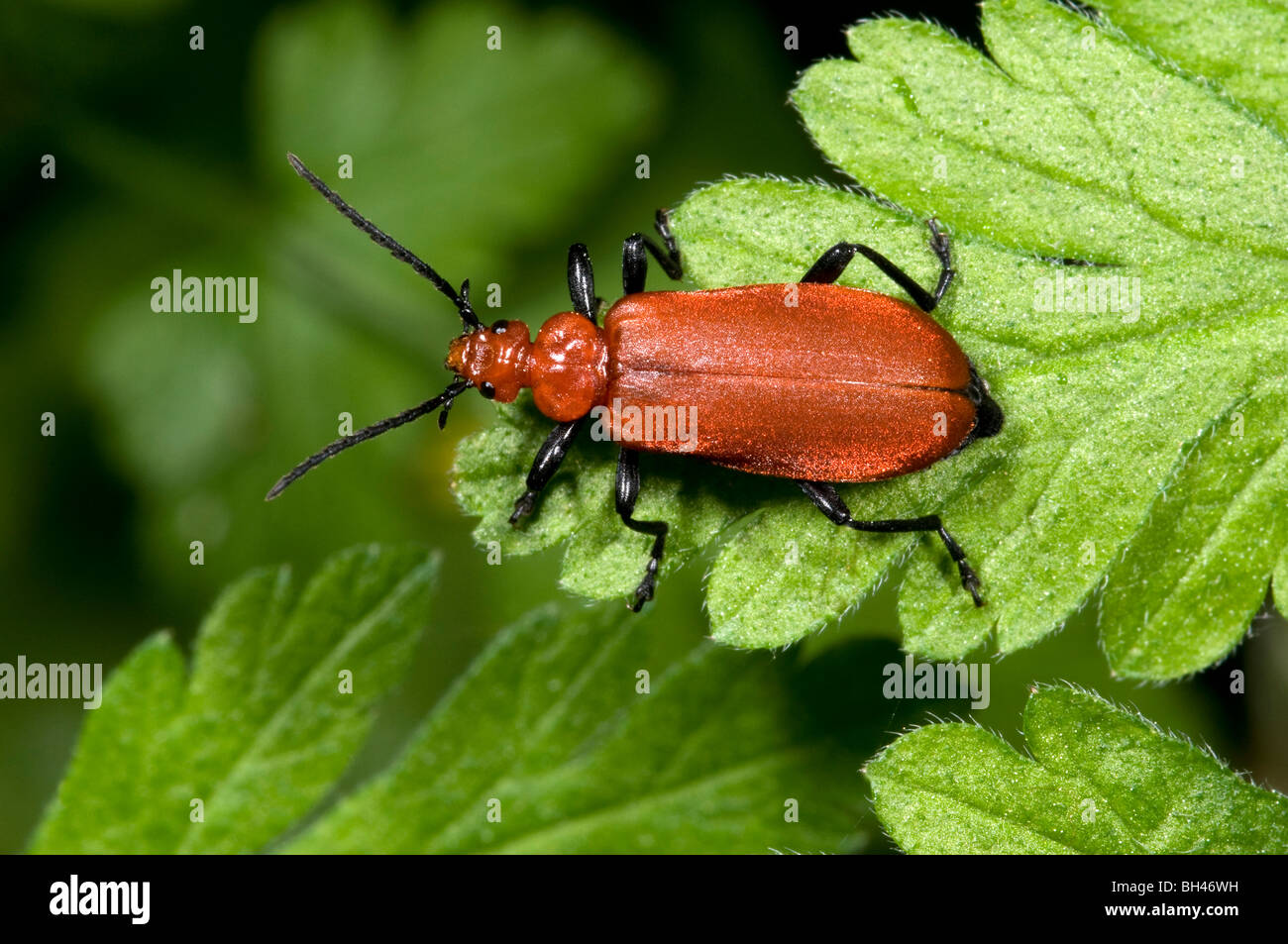 Kardinal-Käfer (Pyrochroa Serraticornis). Auf Blatt im Wald. Stockfoto