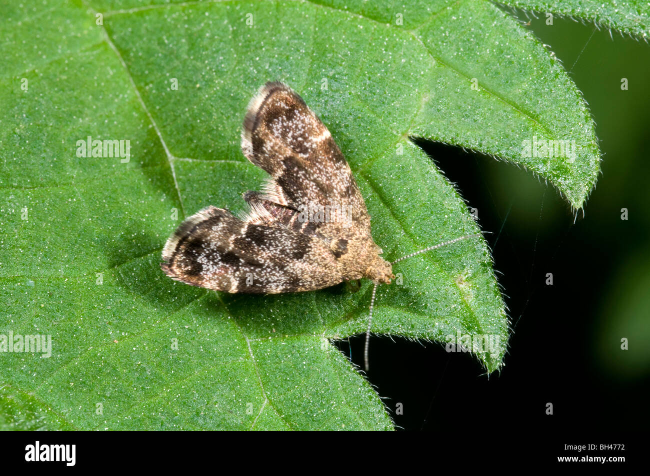 Anthophila Motte (Anthophila Fabriciana). Ruht auf Blatt im Wald. Stockfoto