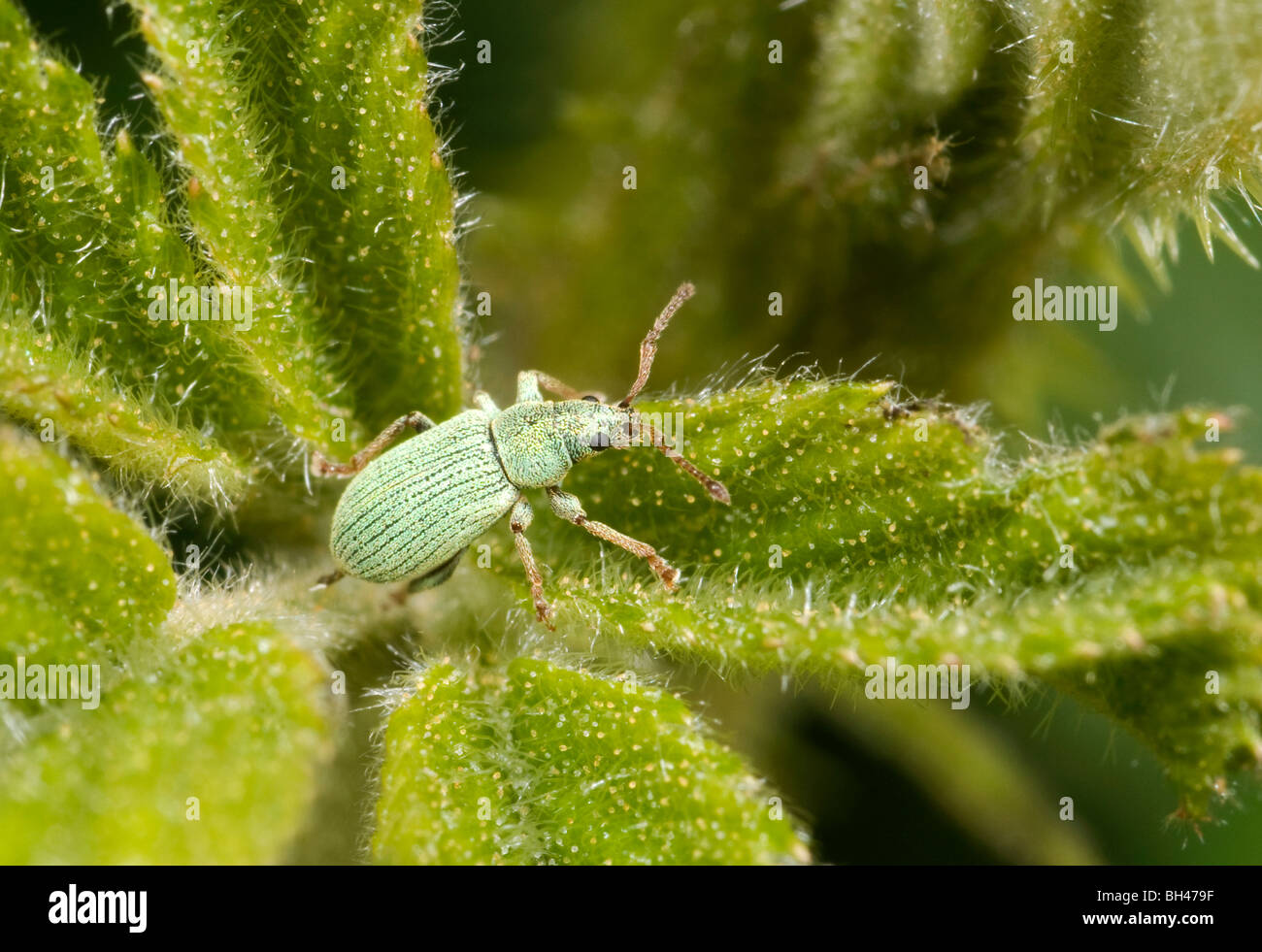 Rüsselkäfer (Phyllobius Pomaceus). Junger Erwachsener mit grünen Schuppen intakt. Stockfoto