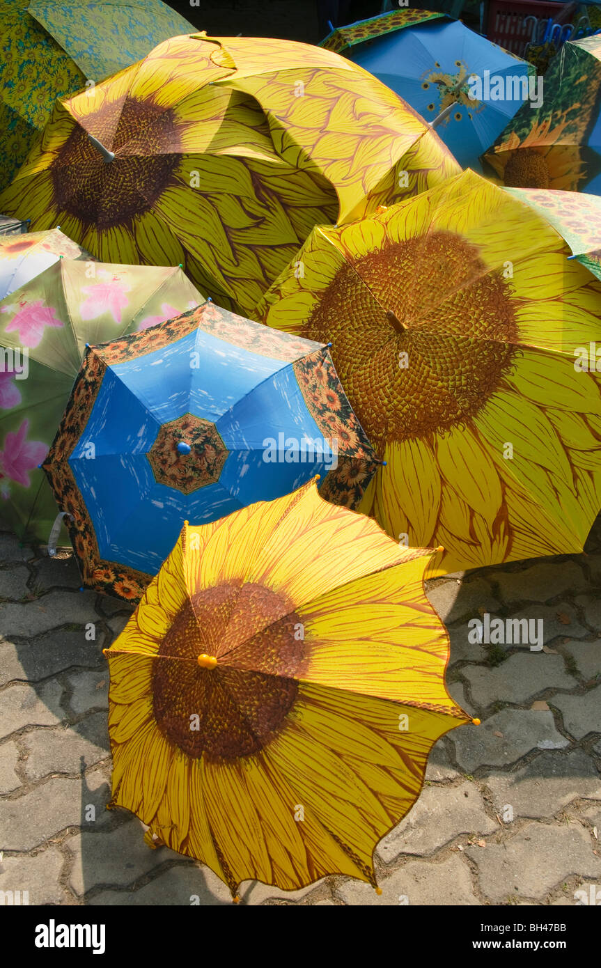 Sonnenblume Regenschirme in der Nähe von Saraburi Thailand Stockfoto