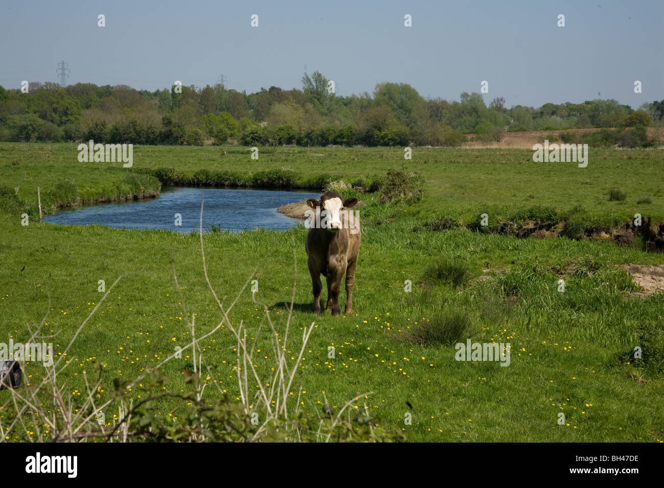 Kuh im Norfolk Wiese im Frühjahr. Stockfoto