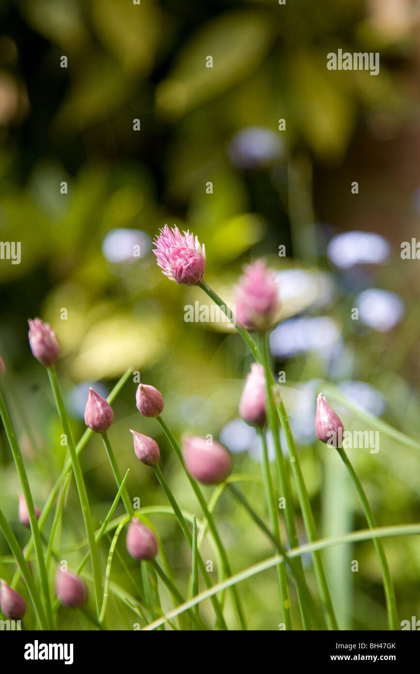 Schnittlauch (Allium) blüht im Frühsommer. Stockfoto