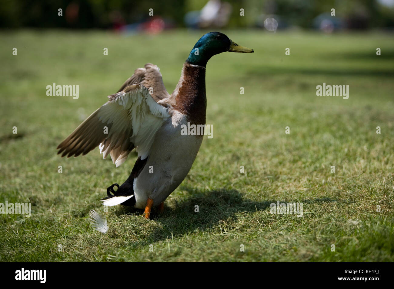 Männliche Stockente in Bawburgh im Frühjahr. Stockfoto