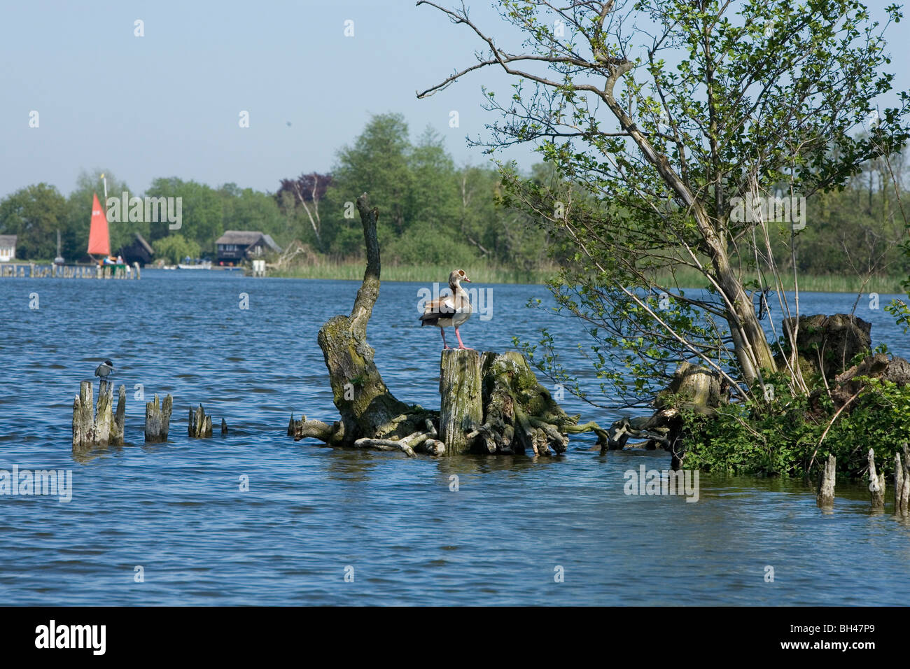 Vögel im Frühjahr auf Beiträge in Broads ruht. Stockfoto