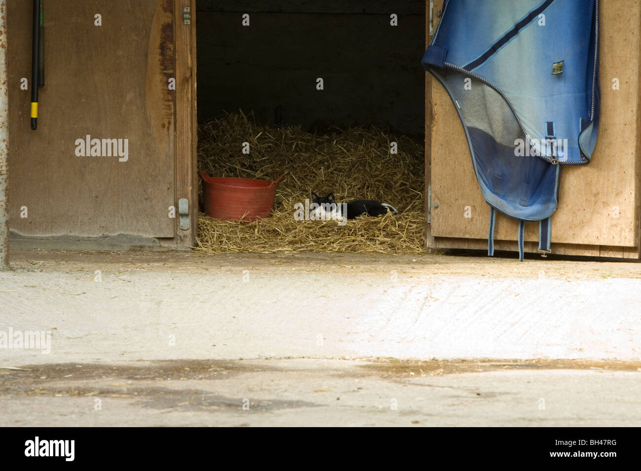 Katze im Pferdestall. Stockfoto