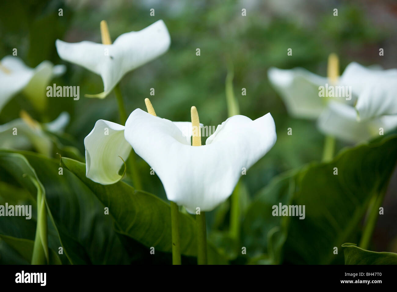 Weiße Blüten im Garten im Juni. Stockfoto