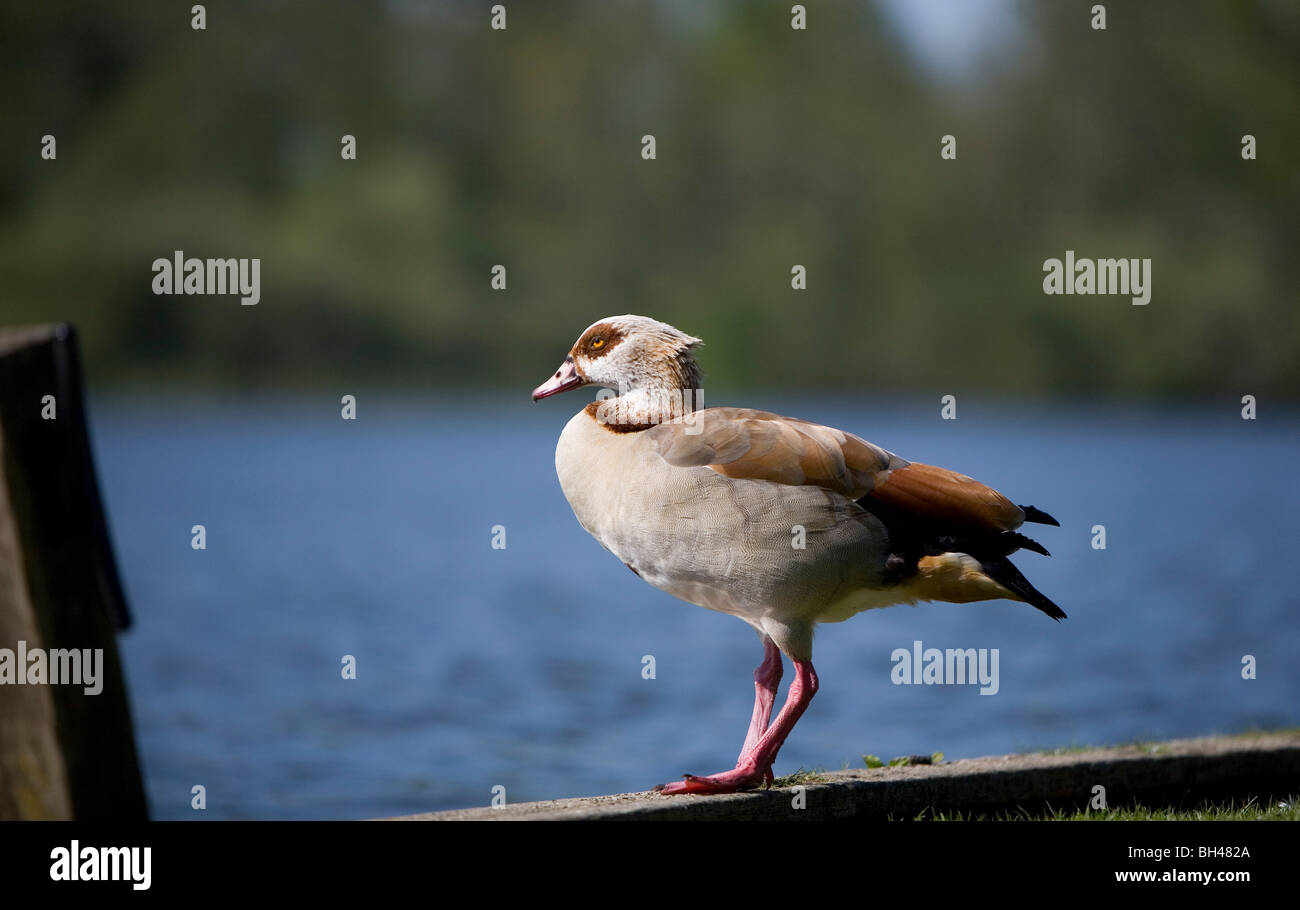 Nilgans (Alopochen Aegyptiacus) auf Norfolk Broads im Frühjahr. Stockfoto