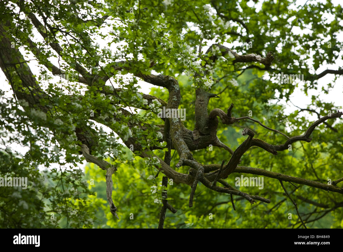 Schlange geformten Ast. Stockfoto