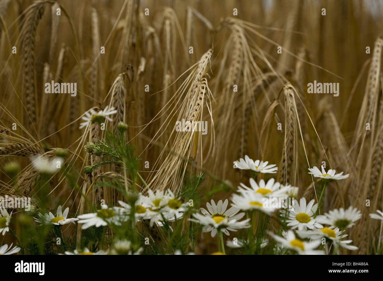 Gerste und Gänseblümchen im Feld im Juli. Stockfoto