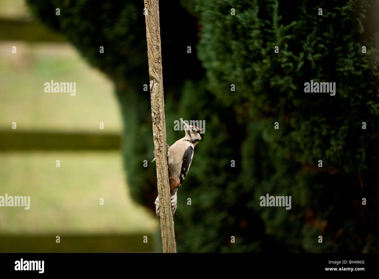 Männliche weniger gefleckte Specht (Dendrocopus) am Waschen Linie Prop im Garten im Juli. Stockfoto