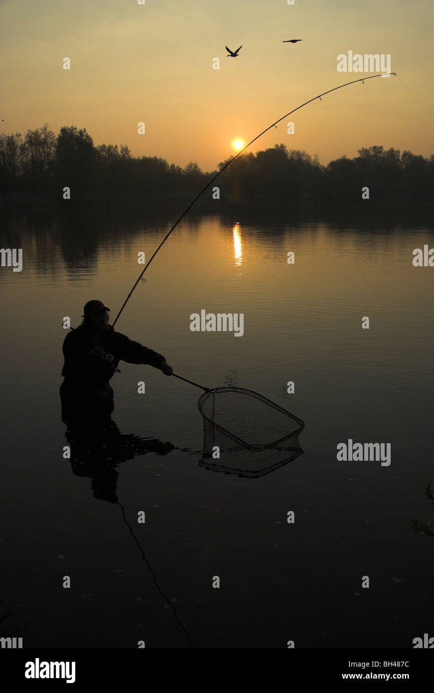 Ein Angler landet ein Fisch in der Morgendämmerung, während ein paar Gänse fliegen über. Stockfoto