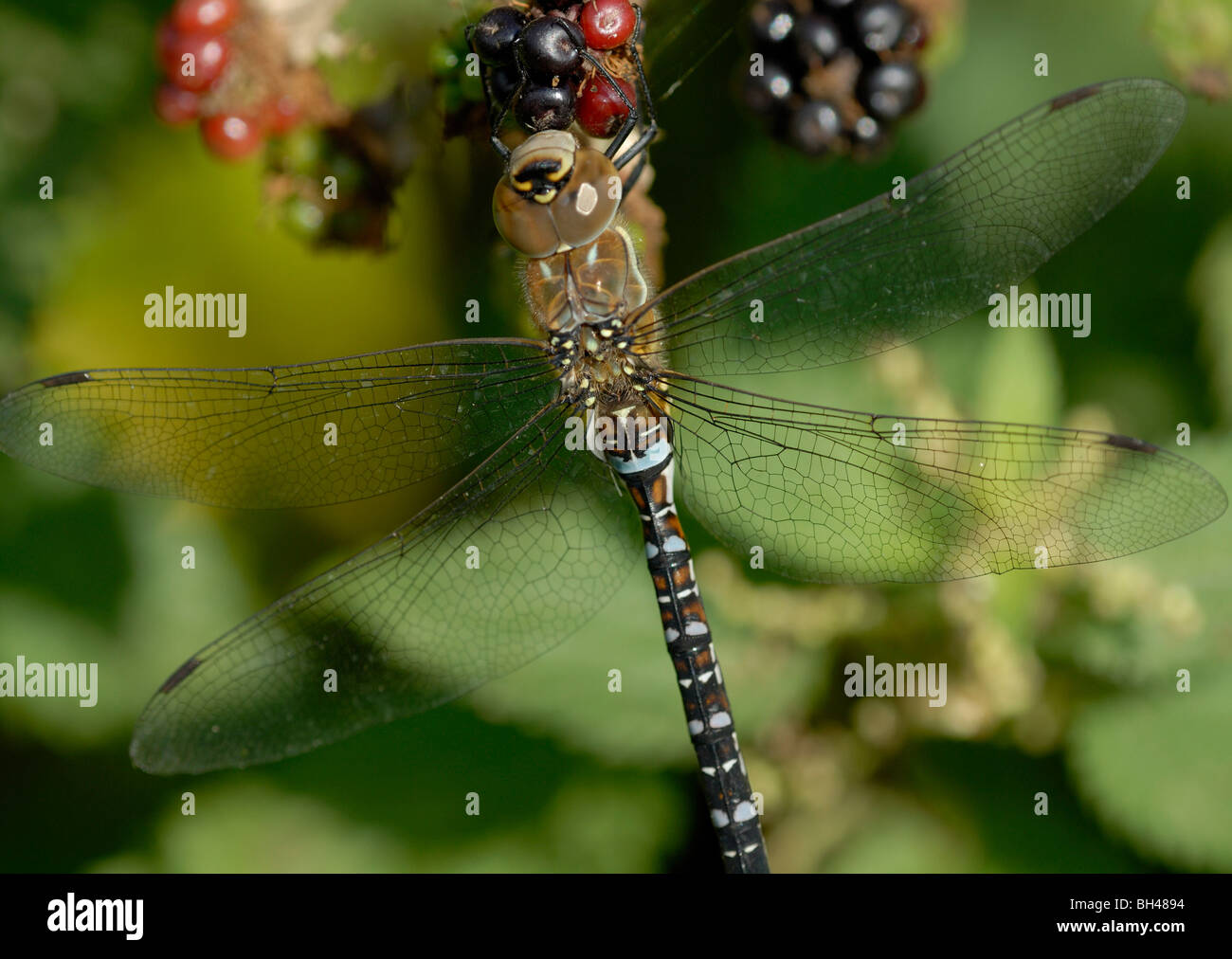 Migrationshintergrund Hawker (Aeshna Mixta) ruht auf Früchte der Brombeere. Stockfoto