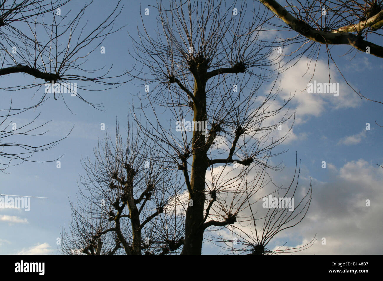 Ulmen im Winter vor einem blauen Himmel mit einigen Wolken in Ravenstein. Stockfoto